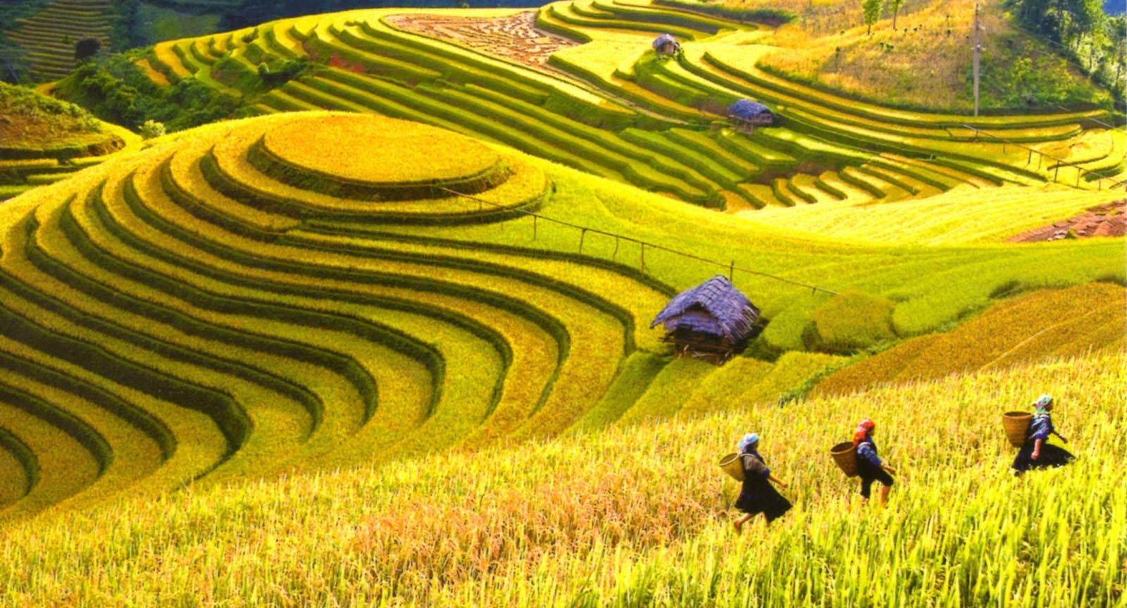 Lộng lẫy mùa lúa chín vàng trên những thửa ruộng bậc thang Hà Giang