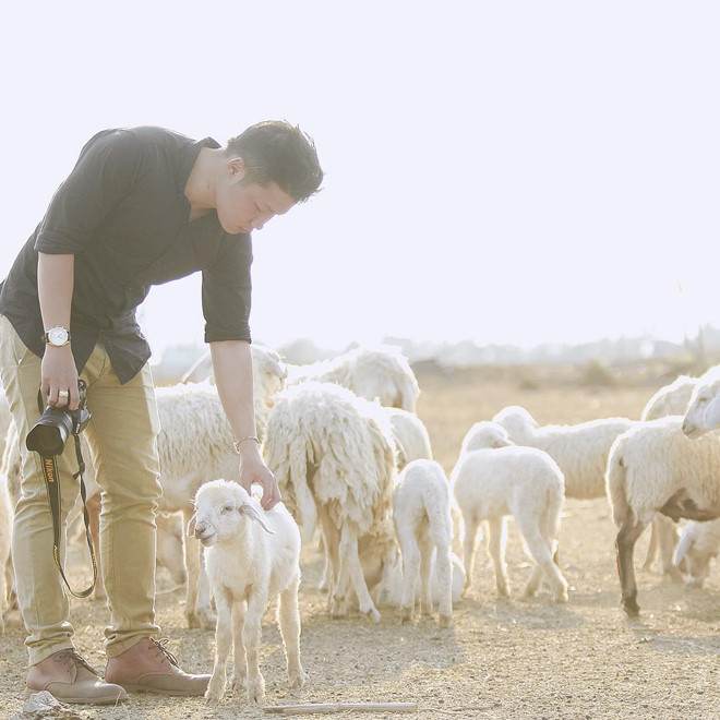 Những chú cừu trắng rất hiền lành, ngoan ngoãn để du khách cưng nựng, tạo dáng chụp ảnh