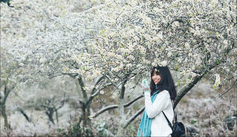 Đến Mộc Châu vào mùa hoa mận trắng, bạn sẽ như lạc vào xứ sở thần tiên