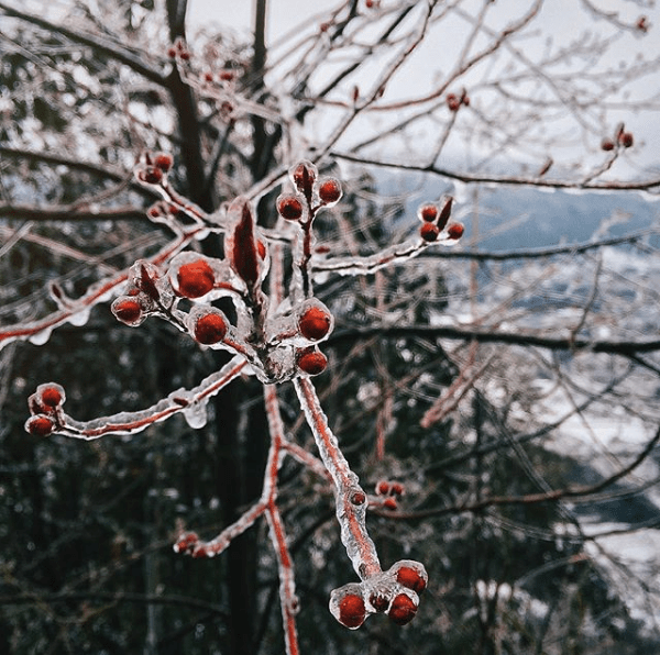 Tuyết đọng trên từng ngọn cây
