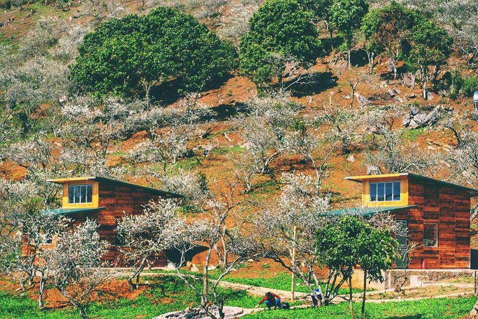 V House Mộc Châu có những ngôi nhà gỗ bungalow nhỏ xinh, mộc mạc nằm bên sườn đồi, giữa rừng mơ trắng tinh khôi