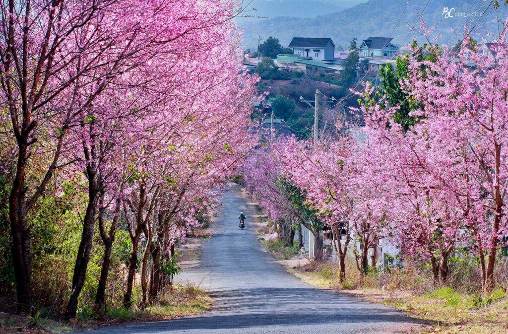 Hải Anh Tour