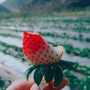 Những quả dâu tây ngọt ngào