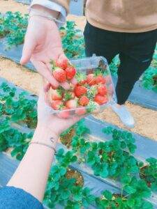 Chụp ảnh ở vườn dâu cũng là lựa chọn tuyệt vời cho các bạn thích "sống ảo"