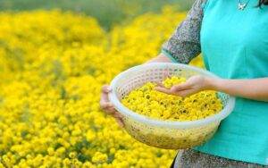 Sát xịt Hà Nội có một cánh đồng hoa cúc chi đang vào mùa đẹp nhất