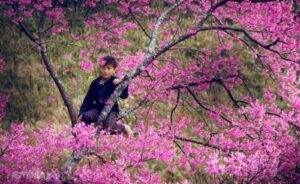 Hoa tớ dày có 5 cánh hồng với nhụy dài đỏ, rực thành từng chùm