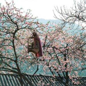 Mùa xuân ở Hà Giang mộng mơ, quyến rũ