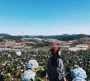 Vườn hoa cẩm tú cầu